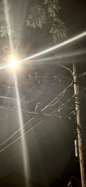 owl on a wire at nighttime